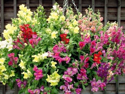 Antirrinum7