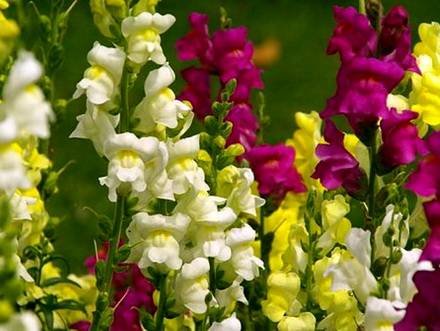 Antirrinum8