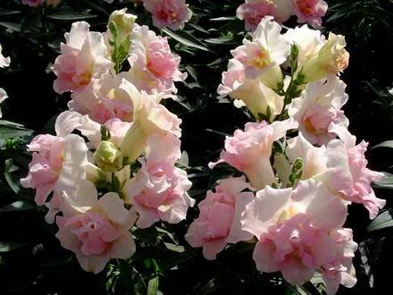 Antirrinum9