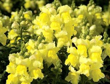 AntirrinumMontegoYellow