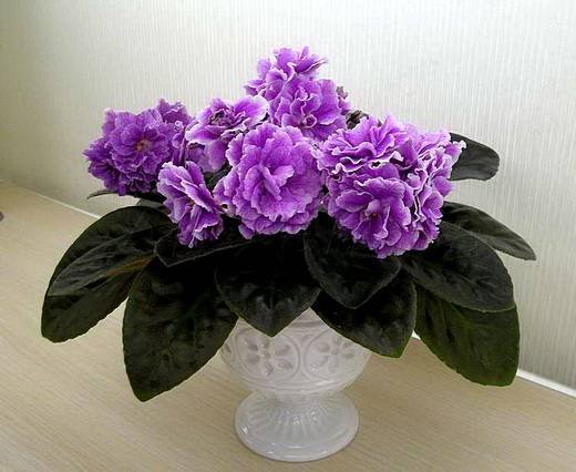 Анжелина5