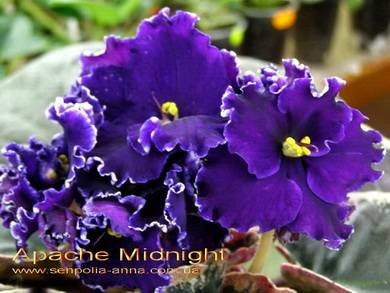ApacheMidnight4