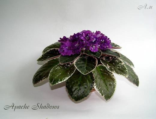 ApacheShadows6