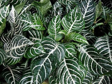 Aphelandra2
