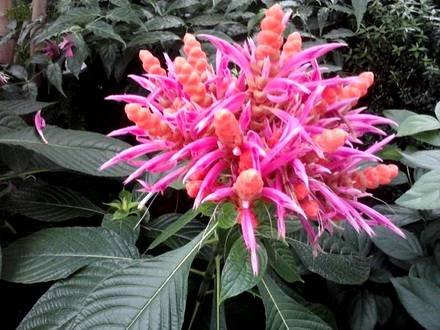 Aphelandra4
