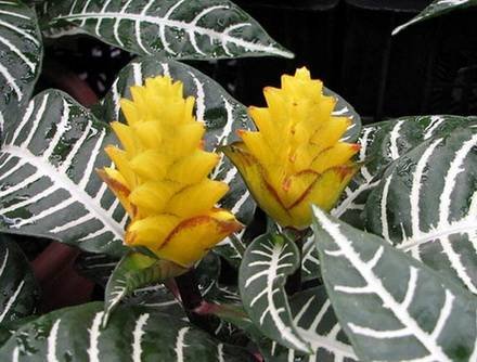 Aphelandra5