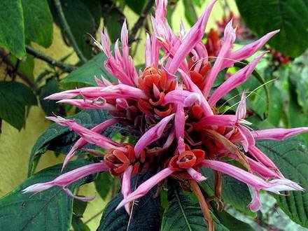 Aphelandra6