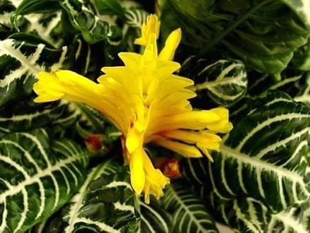 Aphelandra7