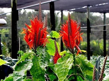 Aphelandra8