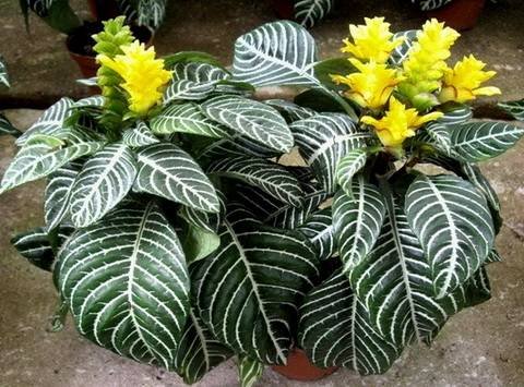 Aphelandra9