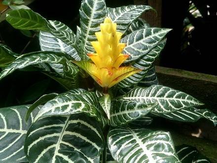 AphelandraSquarrosa