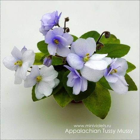 AppalachianTussyMussy1