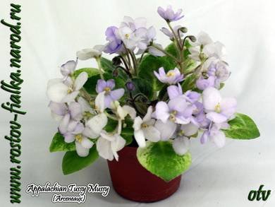 AppalachianTussyMussy3