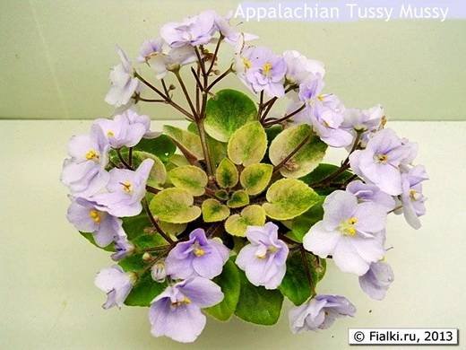 AppalachianTussyMussy6