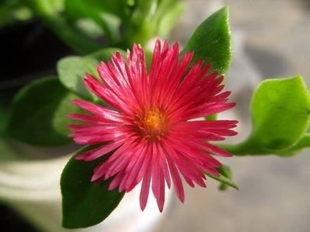 Aptenia6