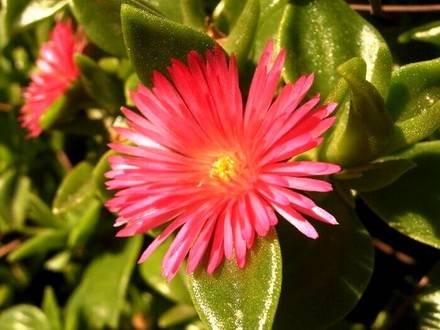 ApteniaCordifolia
