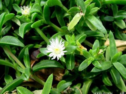 ApteniaGeniculiflora