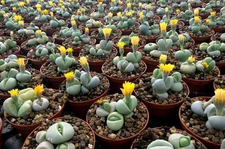 Argyroderma2