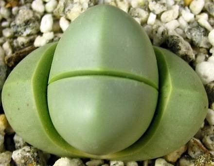 ArgyrodermaCrateriforme