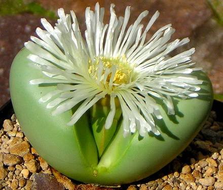 ArgyrodermaDelaetii
