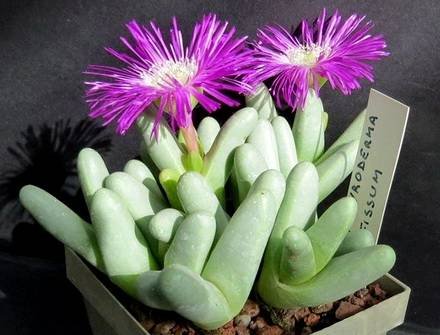 ArgyrodermaFissum