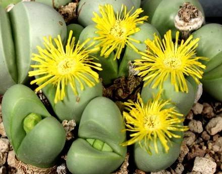 ArgyrodermaFramesii