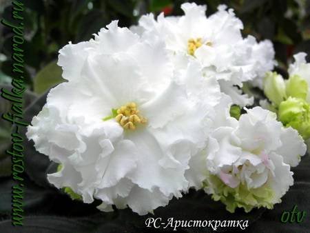 Аристократка4