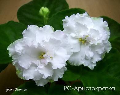 Аристократка7