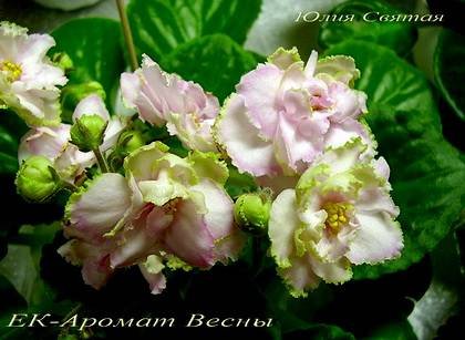АроматВесны7