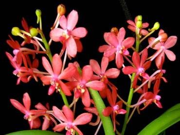 Ascofinetia32