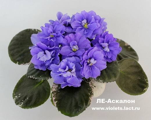 Аскалон6