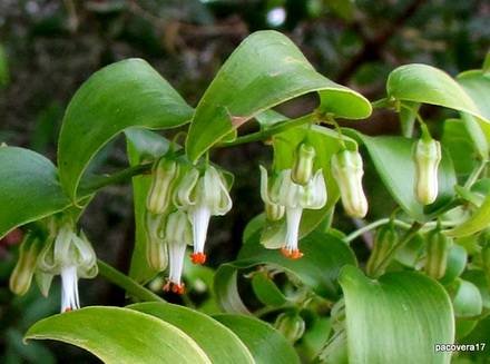 AsparagusAsparagoides