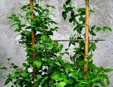 AsparagusMedeoloides