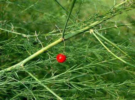 AsparagusOfficinalis