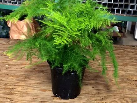 AsparagusPlumosusNanus