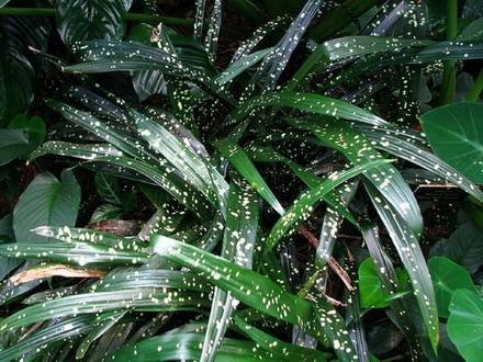 Aspidistra1