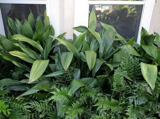 Aspidistra10