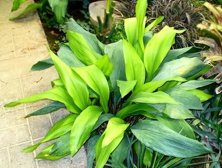 Aspidistra11