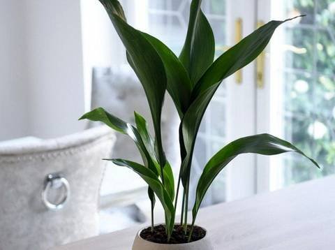 Aspidistra12