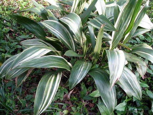Aspidistra13