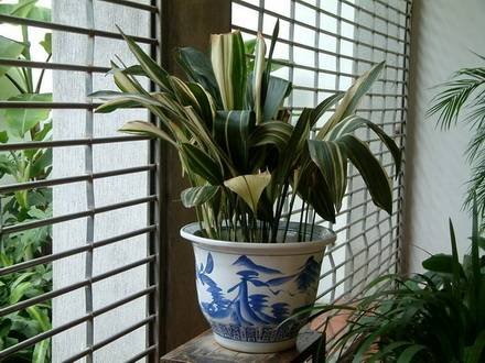 Aspidistra3