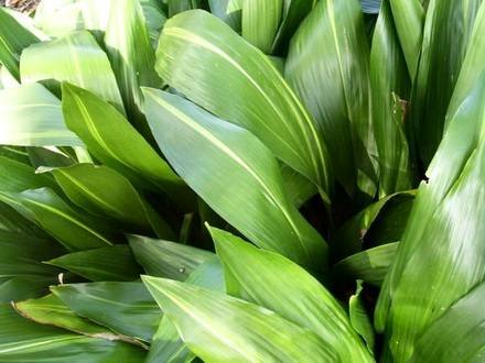 Aspidistra4