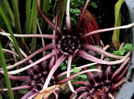 Aspidistra5