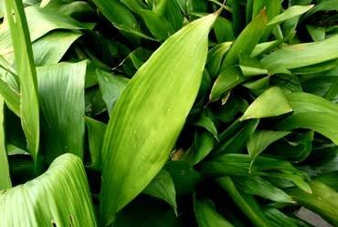 AspidistraBlume