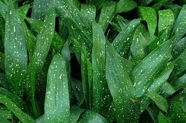 AspidistraGinga