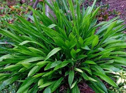AspidistraOblanceifolia