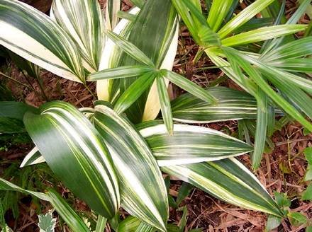 AspidistraVariegata