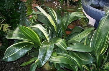 AspidistraVariegata1