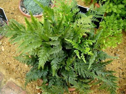 Asplenium1