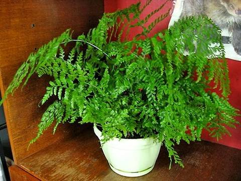 Asplenium10
